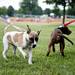 Dogs meet at Hudson Mills Metro Park during the 3rd annual Dog Days of Summer on Saturday, July 27. Daniel Brenner I AnnArbor.com